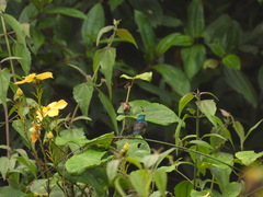 Cinnyris chloropygius