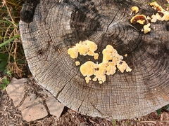 Phlebia radiata