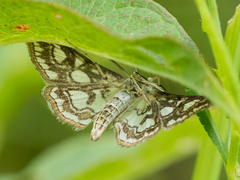 Elophila nymphaeata