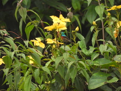 Cinnyris chloropygius