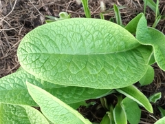 Symphytum officinale