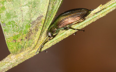 Tenebrionidae