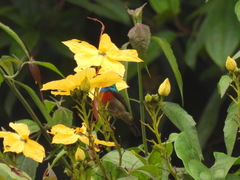 Cinnyris chloropygius