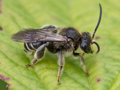 Macropis