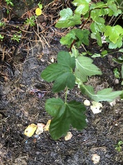 Ribes sanguineum