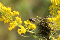 Musca autumnalis