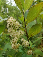 Spiraea alba