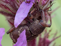 Hylobius transversovittatus