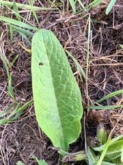 Symphytum officinale