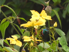 Cinnyris chloropygius