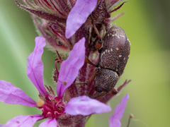 Hylobius transversovittatus