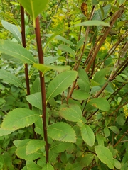 Spiraea alba