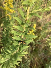 Oncopeltus fasciatus