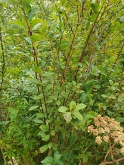Spiraea alba