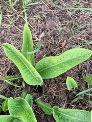 Symphytum officinale