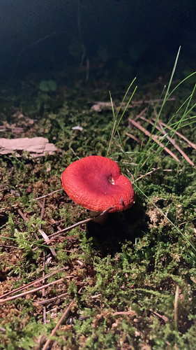 Russula