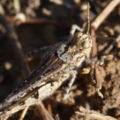 Acrotylus insubricus