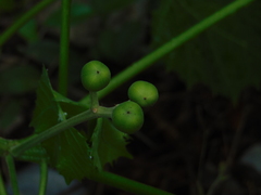Cnidoscolus multilobus