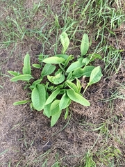 Symphytum officinale