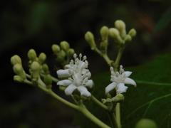Cnidoscolus multilobus