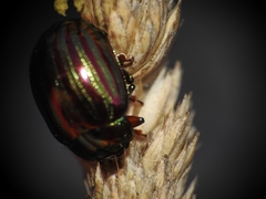 Chrysolina americana