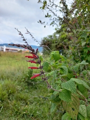 Salvia tubifera