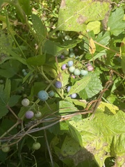 Ampelopsis