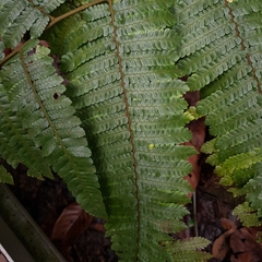 Sphaeropteris squamulata