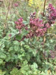 Origanum vulgare