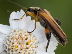 Oedemera podagrariae