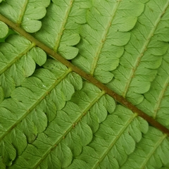 Sphaeropteris squamulata