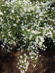 Boltonia asteroides