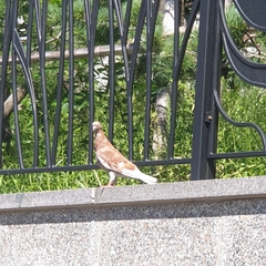 Columba livia domestica