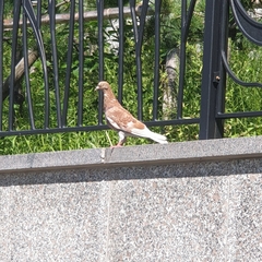 Columba livia domestica