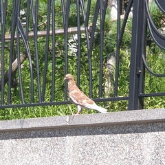 Columba livia domestica
