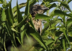 Centropus bengalensis