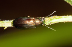Tenebrionidae