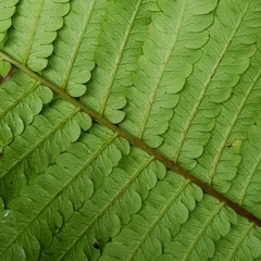 Sphaeropteris squamulata