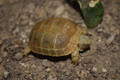Testudo graeca