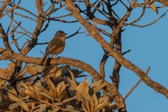 Polystictus superciliaris