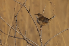 Cistothorus platensis