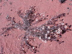 Dimorphotheca pinnata