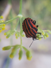 Graphosoma italicum
