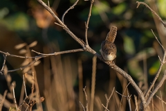 Cistothorus platensis