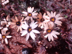 Dimorphotheca pinnata