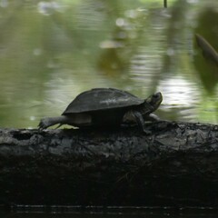 Melanochelys trijuga
