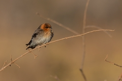 Alopochelidon fucata