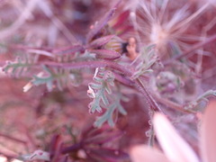 Dimorphotheca pinnata