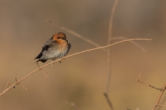 Alopochelidon fucata