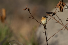 Culicivora caudacuta